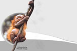 Muiraquit�/Orango