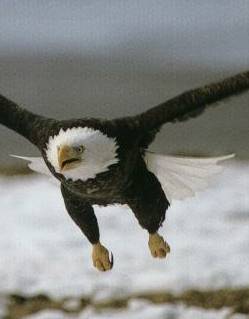 Pic taken from eaglesnest.com